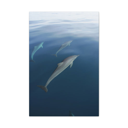 Canvas Wall Art - Dolphins