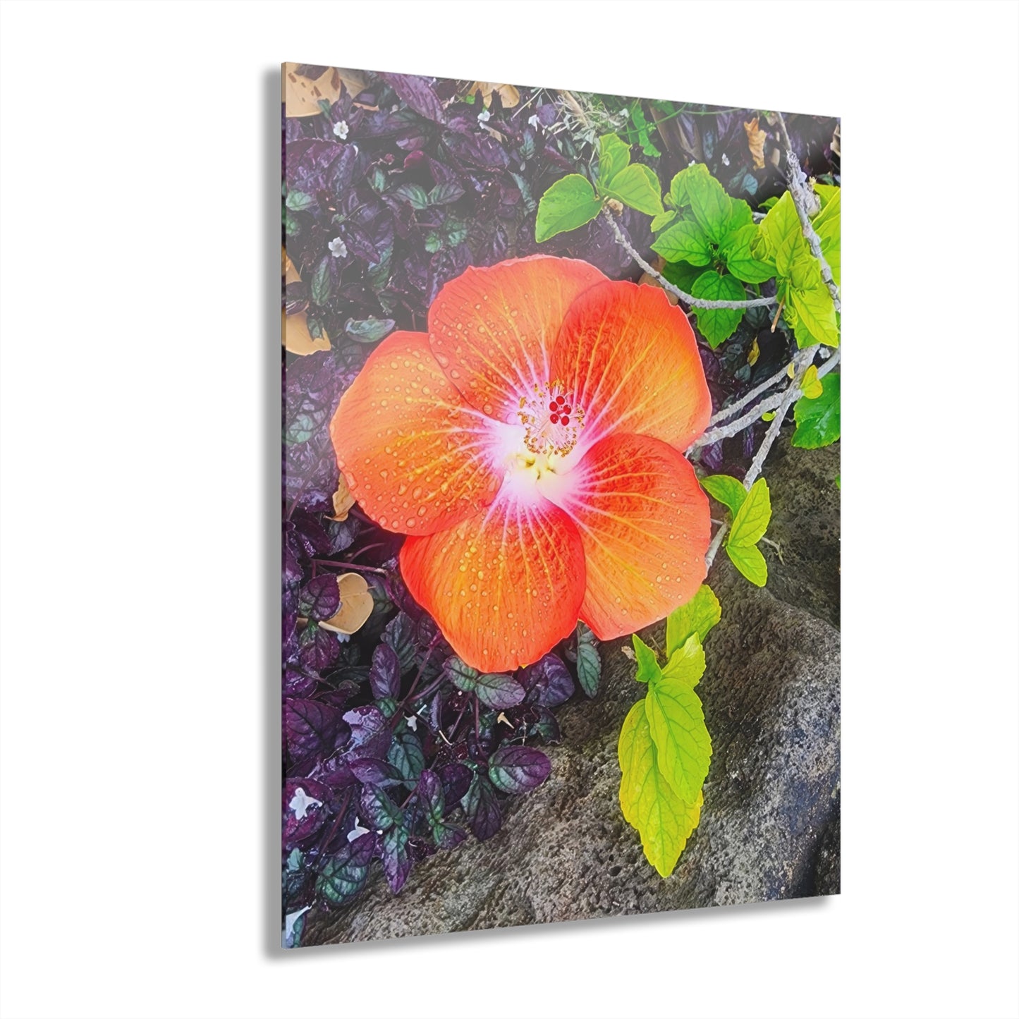 Acrylic Wall Art - Hibiscus (Hawaiian)