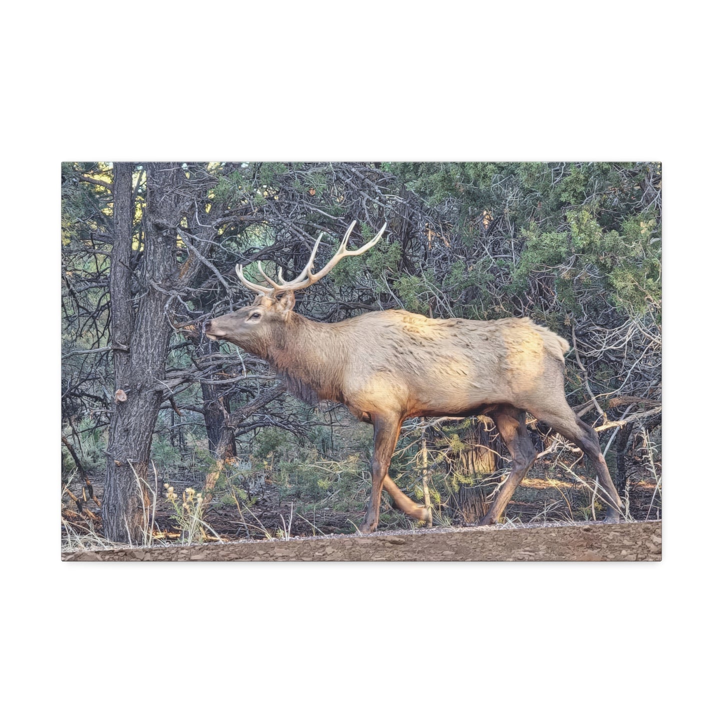 Canvas Wall Art - Elk