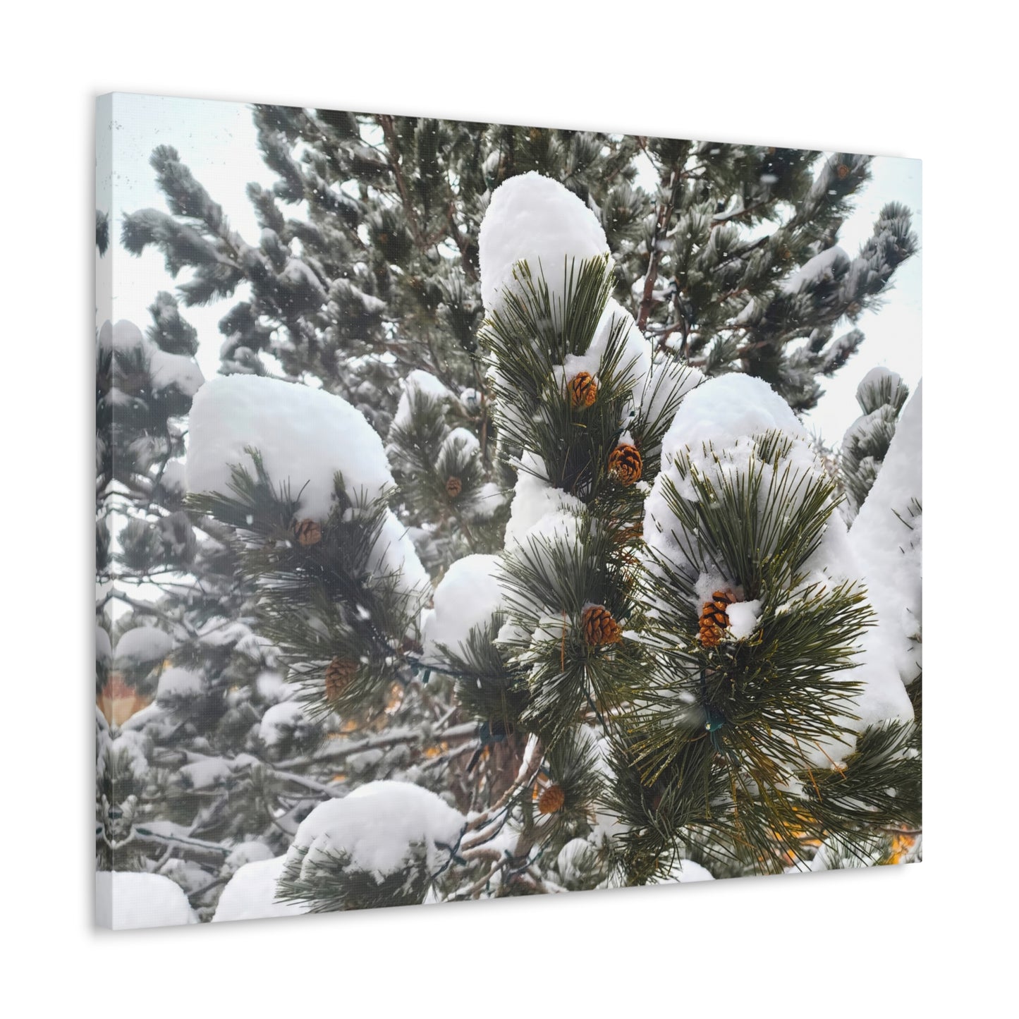 Canvas Gallery Art - Pine cones with snow