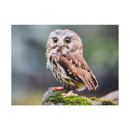 Canvas Wall Art - Adorable Owl