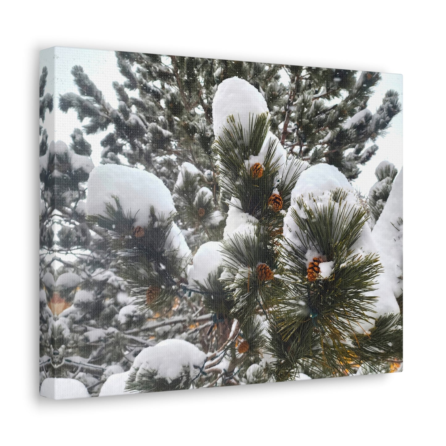 Canvas Gallery Art - Pine cones with snow