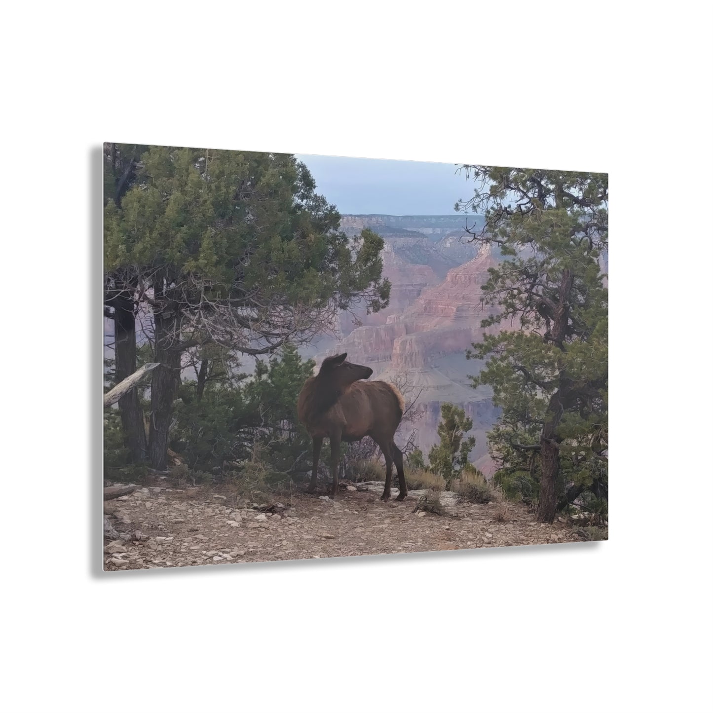 Acrylic Art - Elk at rim of Grand Canyon