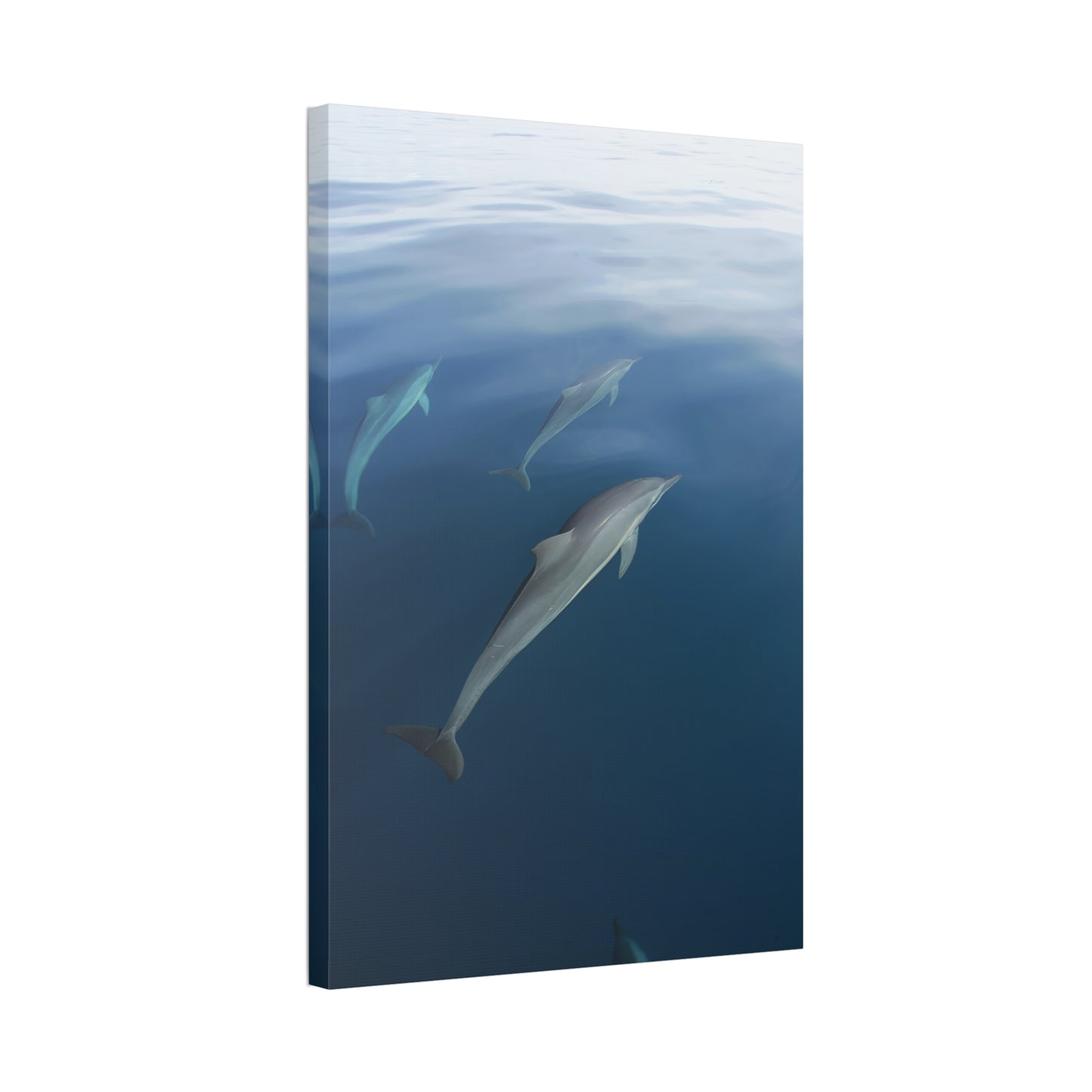 Canvas Wall Art - Dolphins