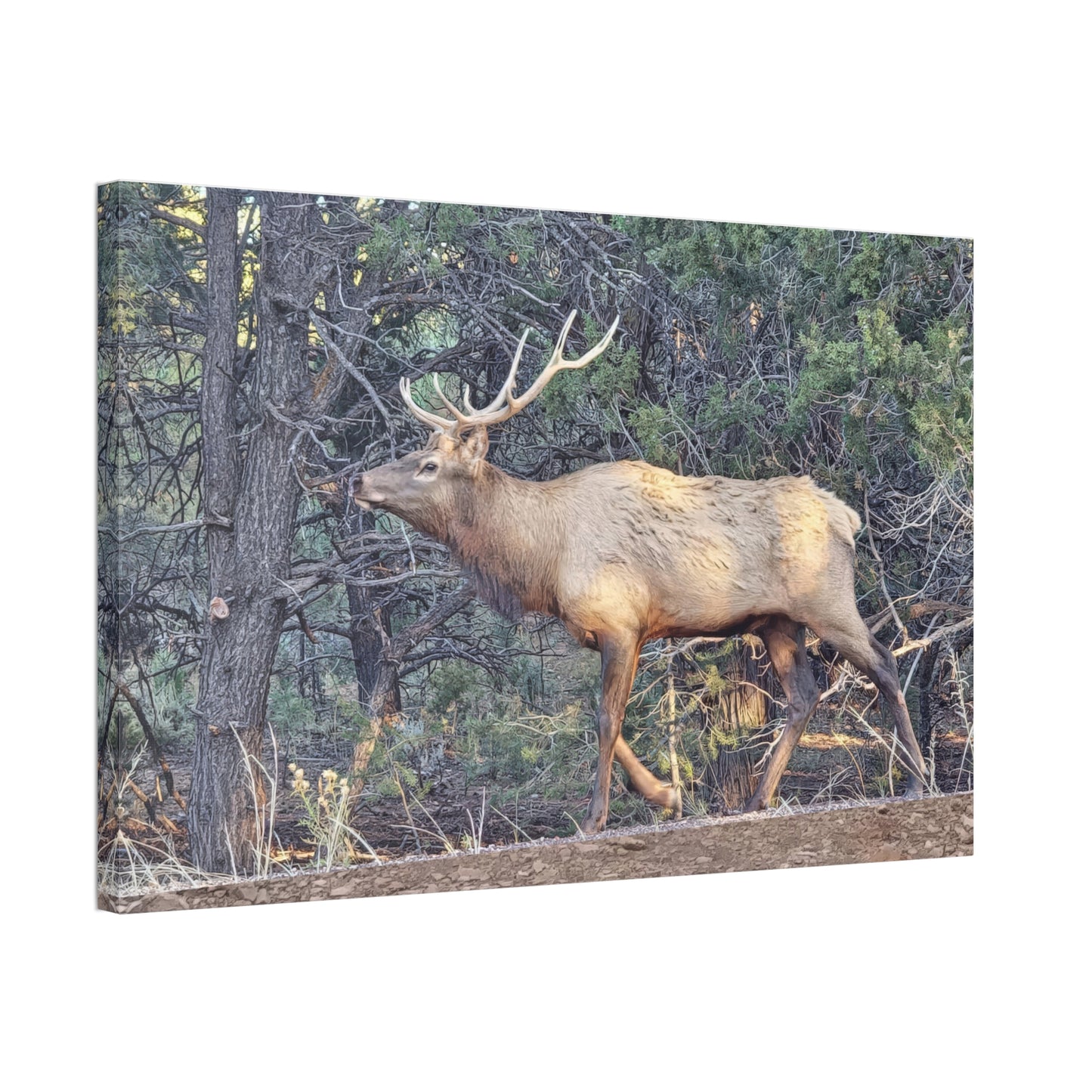 Canvas Wall Art - Elk