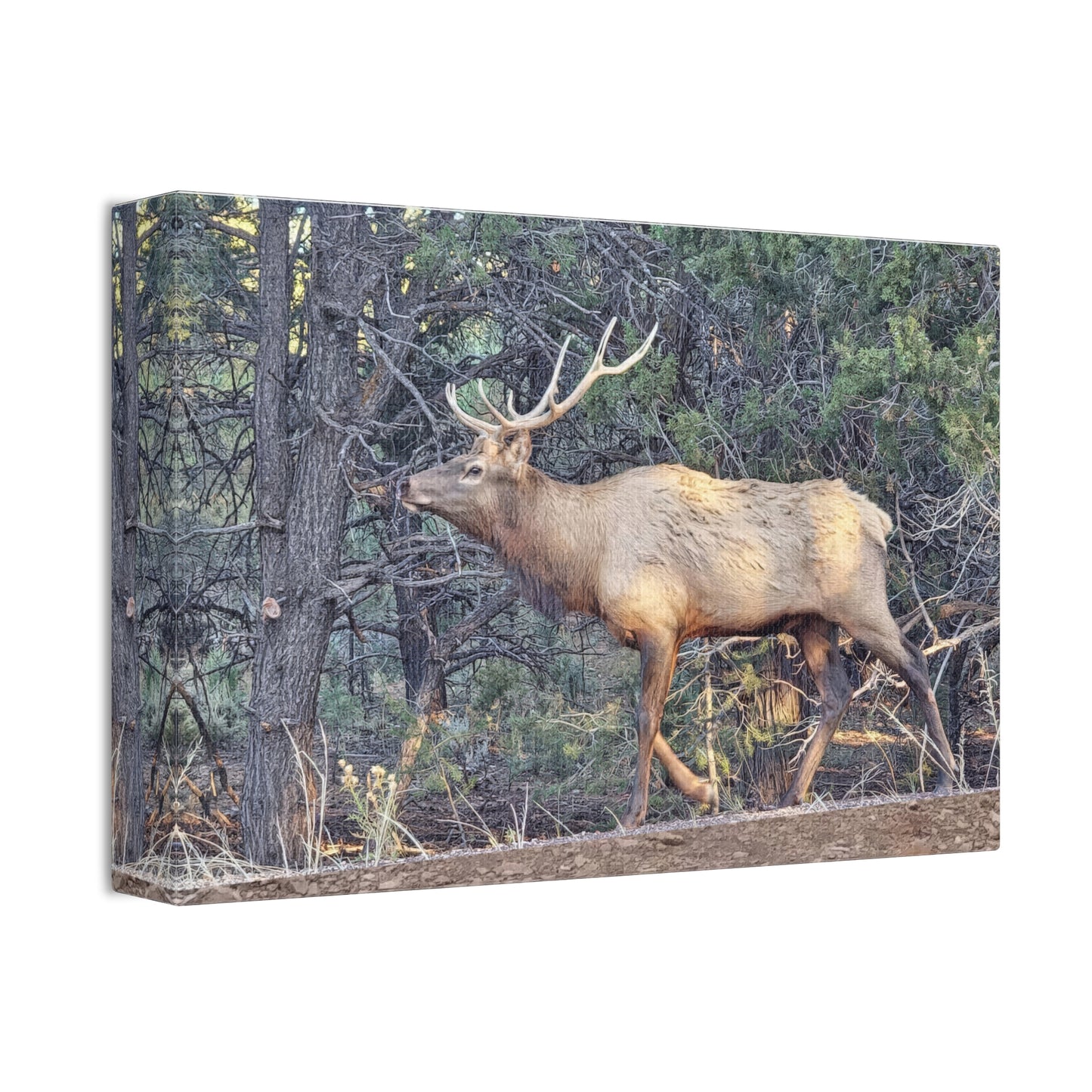Canvas Wall Art - Elk