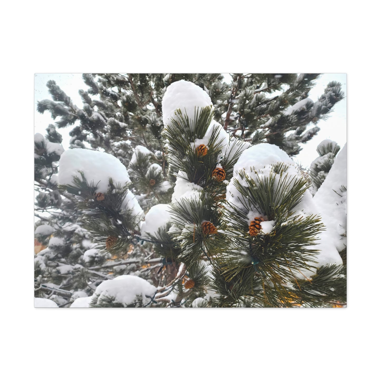 Canvas Gallery Art - Pine cones with snow