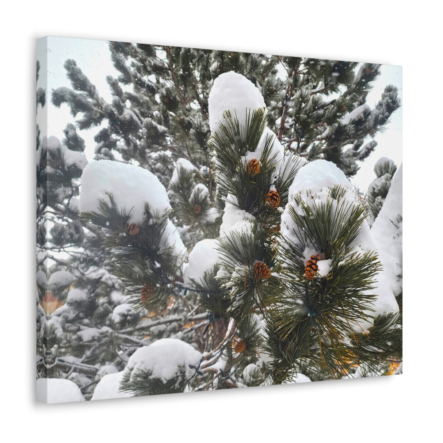 Canvas Gallery Art - Pine cones with snow