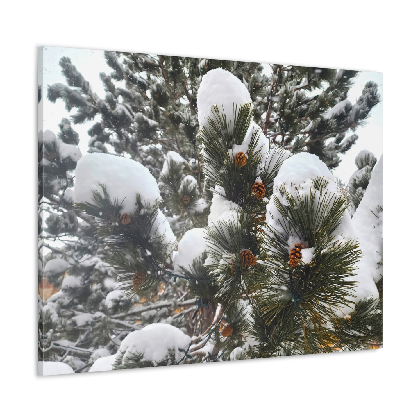 Canvas Gallery Art - Pine cones with snow