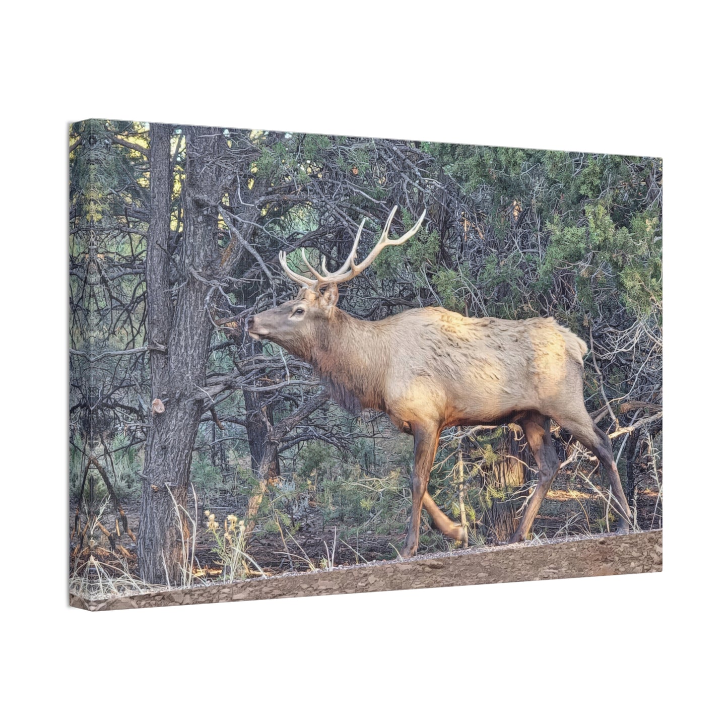 Canvas Wall Art - Elk