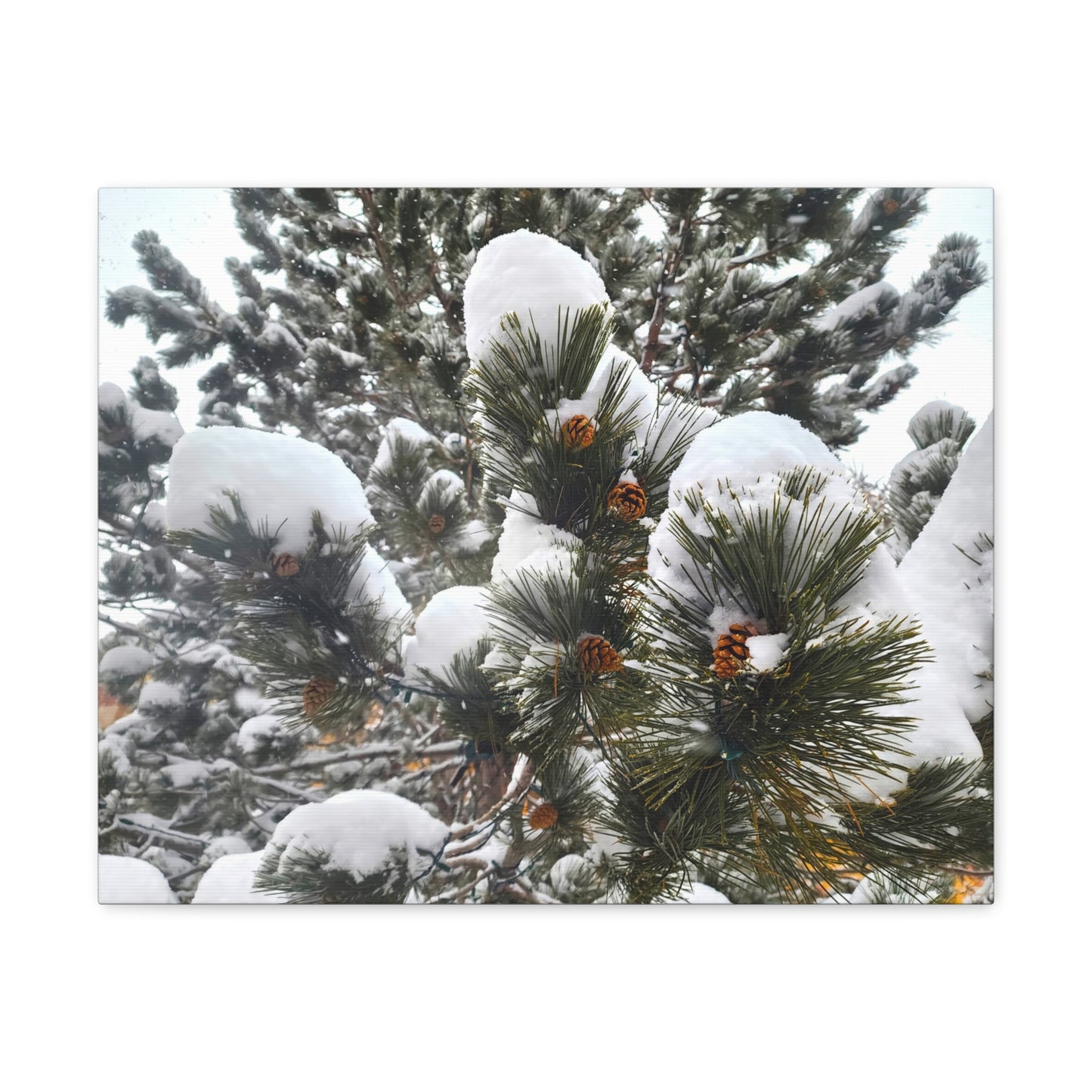 Canvas Gallery Art - Pine cones with snow