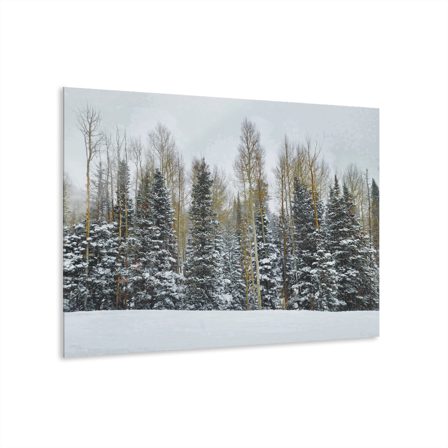 Acrylic Wall Art - Forest Winterscape