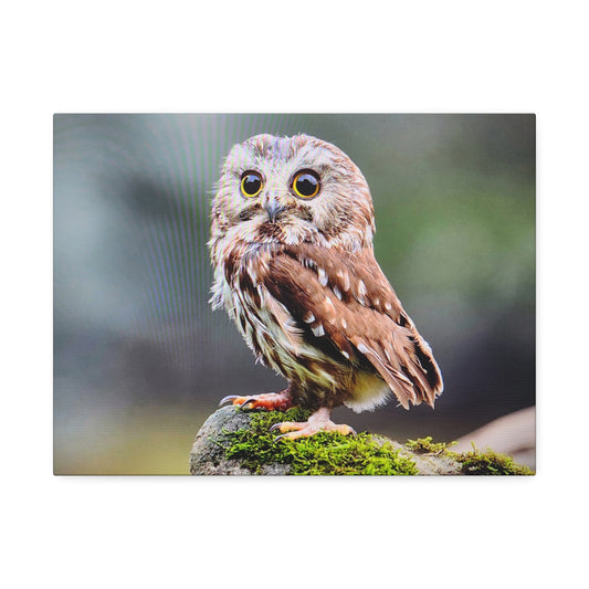 Canvas Wall Art - Adorable Owl