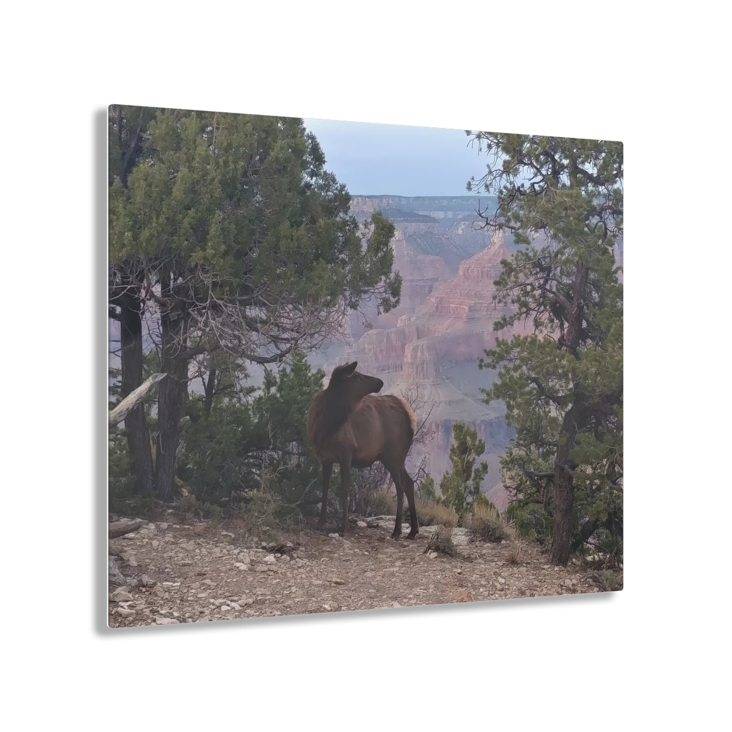 Acrylic Art - Elk at rim of Grand Canyon