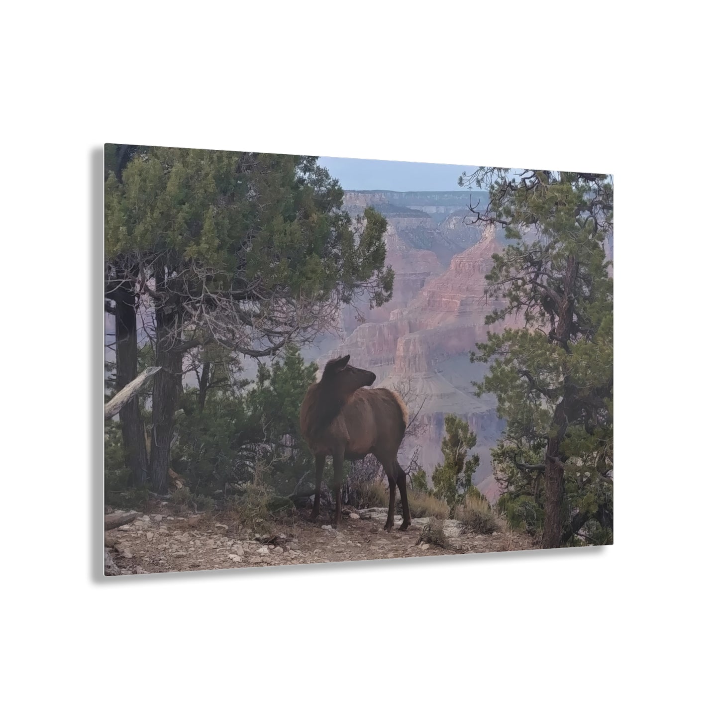 Acrylic Art - Elk at rim of Grand Canyon