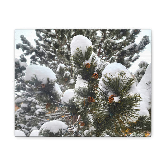 Canvas Gallery Art - Pine cones with snow
