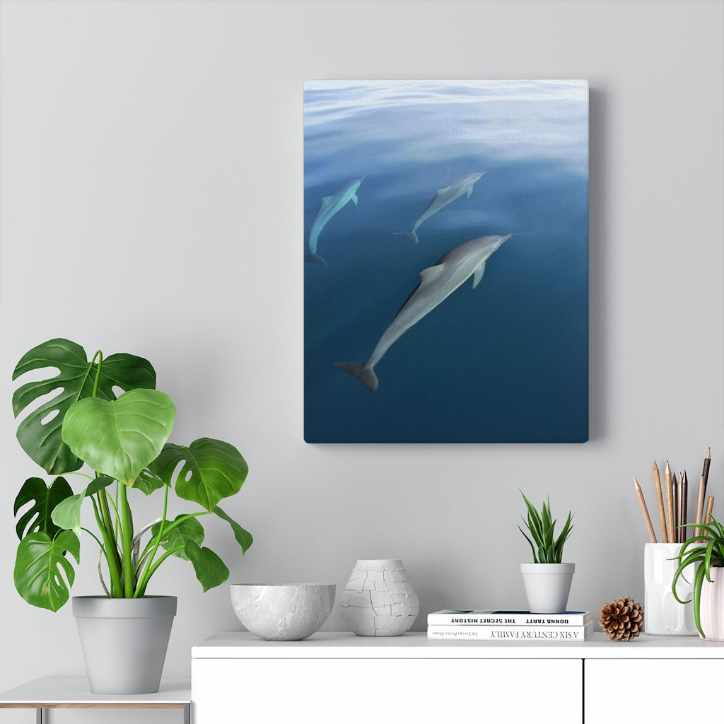 Canvas Gallery Art - Dolphins, Fiji (11x14)