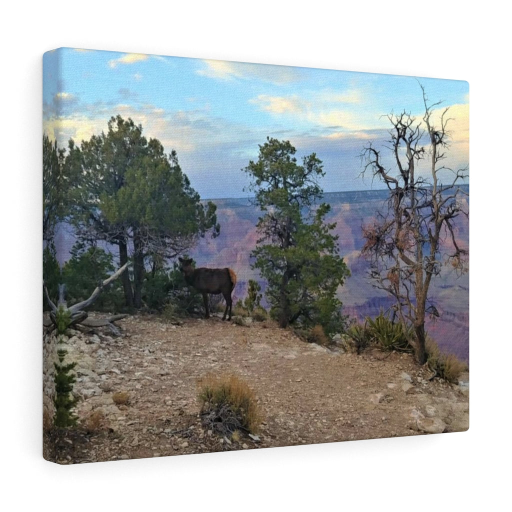 Canvas Gallery Art - Elk Grand Canyon (14x11)